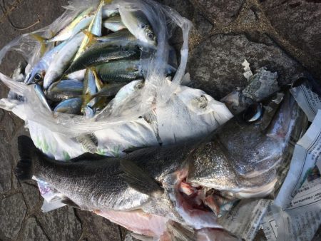 飲ませでスズキ72cm